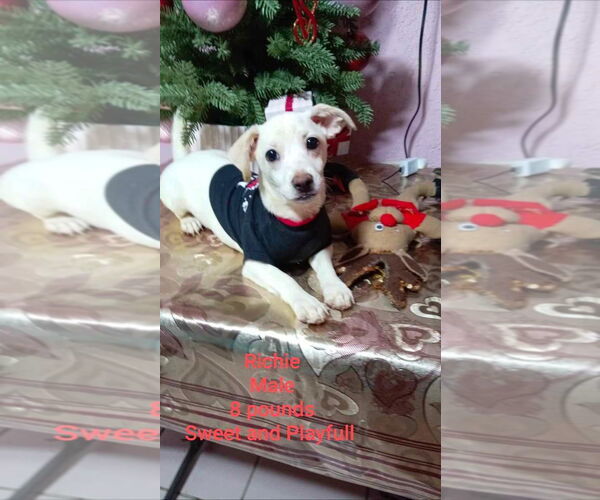 Medium Photo #5 Mutt Puppy For Sale in Escondido, CA, USA