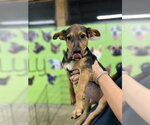 Small #6 Mutt