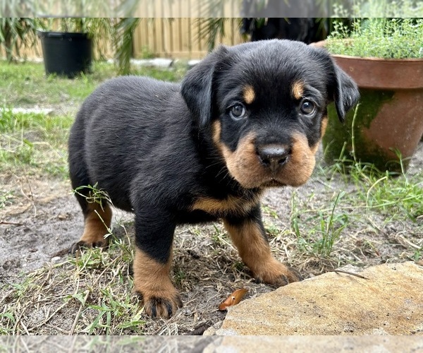 Medium Photo #1 Rottweiler Puppy For Sale in LAKE WORTH, FL, USA