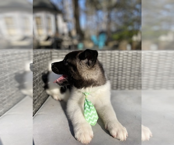Medium Photo #15 Akita Puppy For Sale in MCDONOUGH, GA, USA