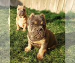 Small Photo #3 American Bully Puppy For Sale in PASCO, WA, USA