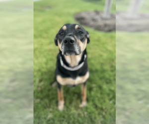 Hunny - Female Mutt Dog for Adoption - Photo #4