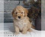 Small Poodle (Miniature)