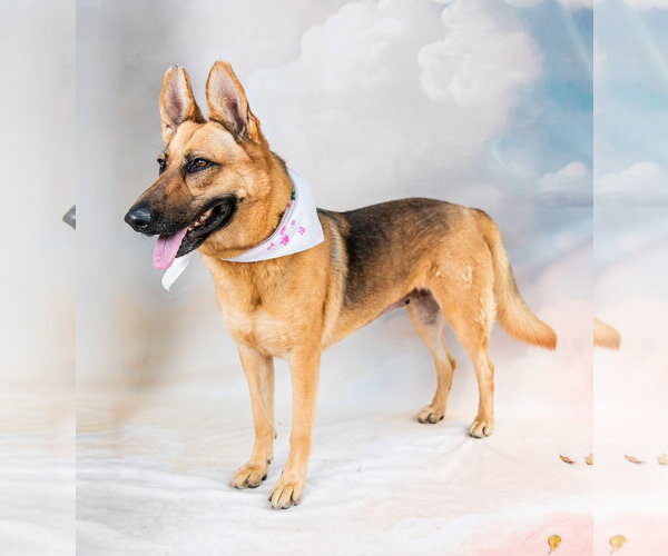 Medium Photo #3 German Shepherd Dog Puppy For Sale in Pasadena, CA, USA