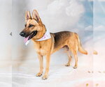 Small #2 German Shepherd Dog