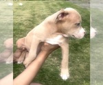 Small Photo #13 American Bully Puppy For Sale in LAKE STATION, IN, USA
