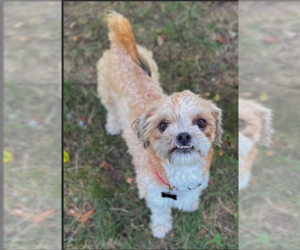 Shih Tzu-Unknown Mix Dogs for adoption in Cranston, RI, USA