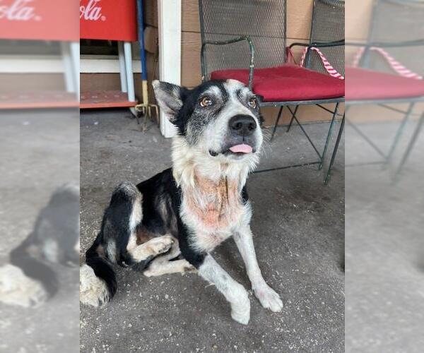 Medium Photo #3 Australian Shepherd-Unknown Mix Puppy For Sale in Rockwall, TX, USA