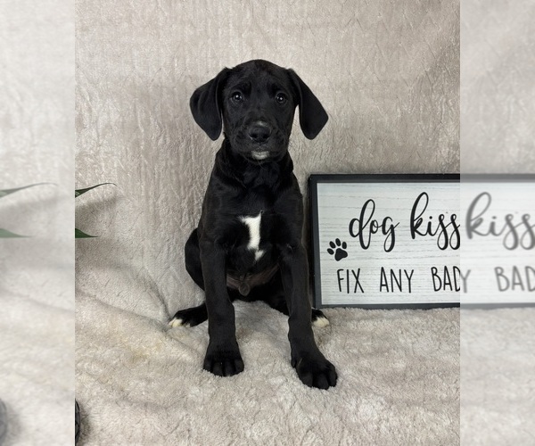 Medium Photo #3 Boxador Puppy For Sale in FRANKLIN, IN, USA