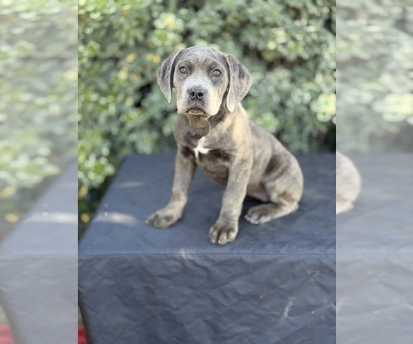 Medium Photo #4 Cane Corso Puppy For Sale in RIVERSIDE, CA, USA