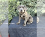 Puppy Puppy 2 Cane Corso