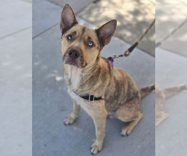 Medium Photo #12 German Shepherd Dog-Unknown Mix Puppy For Sale in Lakewood, CO, USA