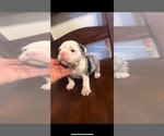 Puppy Pepper American Bully