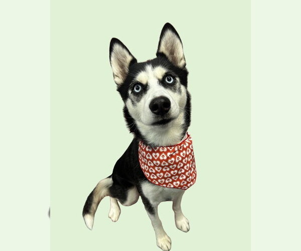 Medium Photo #6 Siberian Husky-Unknown Mix Puppy For Sale in South Bend, IN, USA