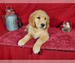 Small Photo #8 Golden Retriever Puppy For Sale in COLORADO SPRINGS, CO, USA