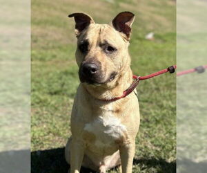 American Pit Bull Terrier-Unknown Mix Dogs for adoption in St. Cloud, FL, USA