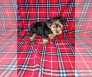 Yorkshire Terrier Puppy for sale in LAPEER, MI, USA