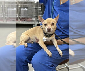 Chihuahua Dogs for adoption in Forestville, MD, USA