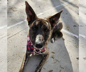 Catahoula Leopard Dog-Unknown Mix Dogs for adoption in Fargo, ND, USA