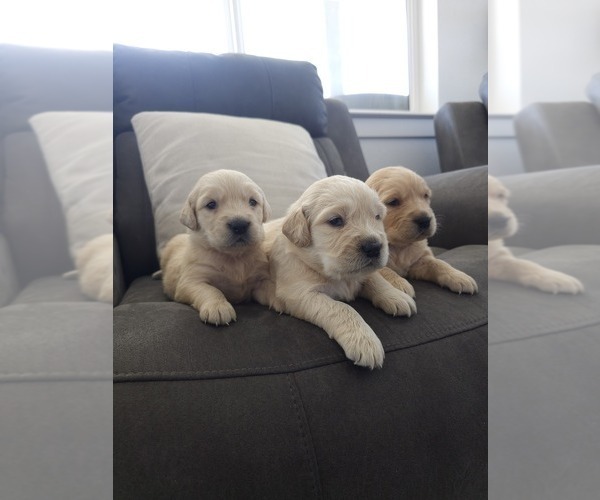 Medium Photo #10 Golden Retriever Puppy For Sale in ELVERTA, CA, USA
