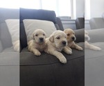 Litter of 8 - Male(s) and Female(s) Golden RetrieverLitter of Puppies for Sale - Photo #10