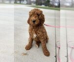 Small #1 Poodle (Standard)