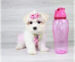 Small Photo #17 Maltese Puppy For Sale in LAS VEGAS, NV, USA