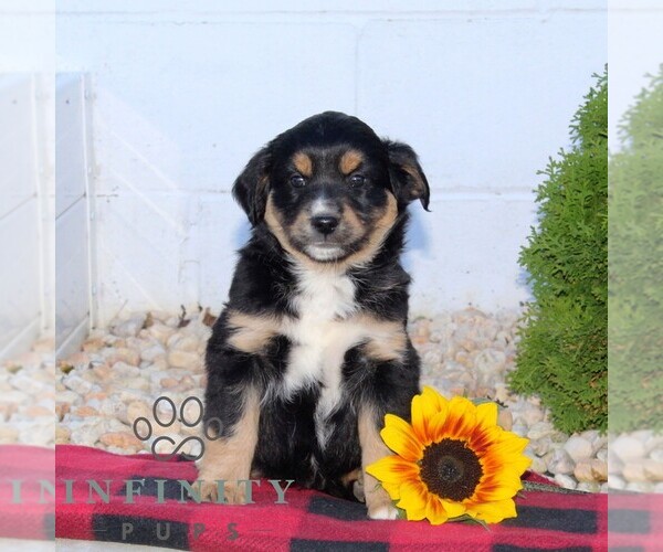 Medium Photo #2 Miniature Australian Shepherd Puppy For Sale in OXFORD, PA, USA