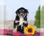 Small #1 Miniature Australian Shepherd