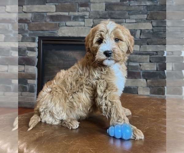 Medium Photo #6 Goldendoodle Puppy For Sale in NOBLESVILLE, IN, USA