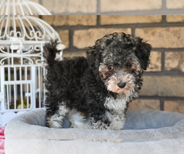 Medium Photo #6 Poovanese Puppy For Sale in MILLERSBURG, OH, USA