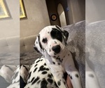 Puppy Puppy 1  Ringo Dalmatian