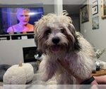 Puppy Toby Bichon Frise-Zuchon Mix