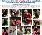 Small #14 German Shepherd Dog
