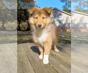 Collie Puppy for sale in IRON STATION, NC, USA