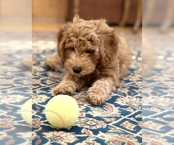 Medium Photo #7 Goldendoodle (Miniature) Puppy For Sale in SAINT MARYS, KS, USA