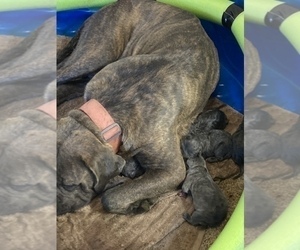 Mother of the Cane Corso puppies born on 07/30/2022