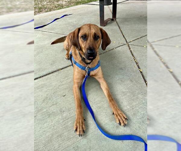 Medium Photo #4 Redbone Coonhound-Unknown Mix Puppy For Sale in Boston, MA, USA