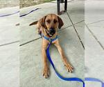 Small #3 Redbone Coonhound Mix