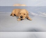 Small Photo #19 Golden Retriever Puppy For Sale in BLACK FOREST, CO, USA