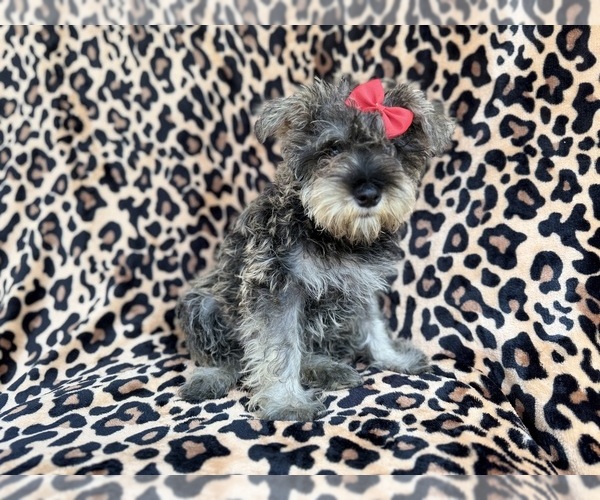 Medium Photo #7 Schnauzer (Miniature) Puppy For Sale in LAKELAND, FL, USA