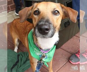 Vale - Female Retriever -Unknown Mix Dog for Adoption - Photo #6