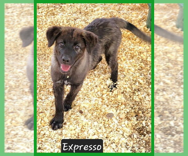 Medium Photo #2 Mutt Puppy For Sale in Granbury, TX, USA