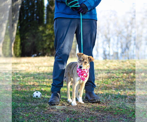 Medium Photo #5 Mutt Puppy For Sale in Unionville, PA, USA