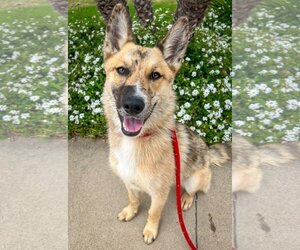 Australian Shepherd-Retriever  Mix Dogs for adoption in Newport Beach, CA, USA