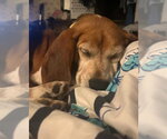 Small #4 Beagle