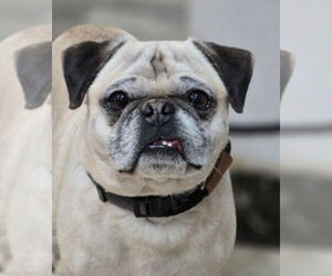 Pug Dogs for adoption in Lakewood, CO, USA