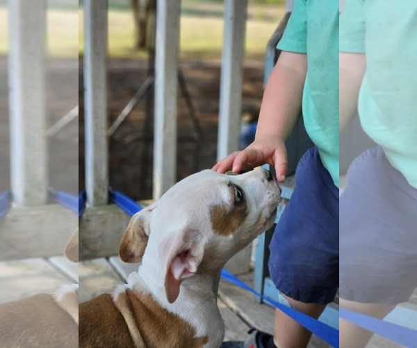 Medium Photo #19 American Pit Bull Terrier-Unknown Mix Puppy For Sale in Wakefield, RI, USA
