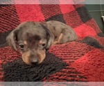 Small #1 Dachshund