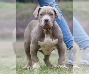 Medium American Bully